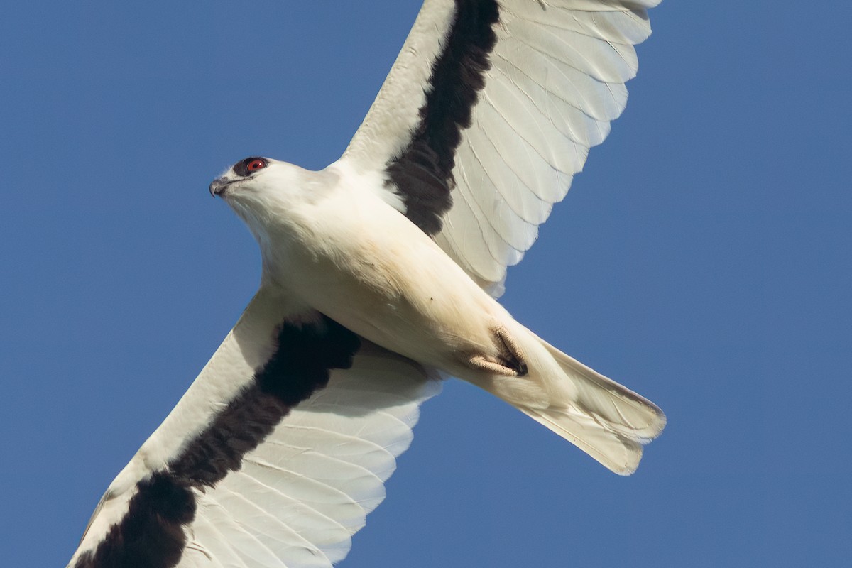 Letter-winged Kite - ML633778217