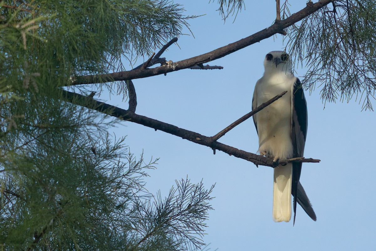 Letter-winged Kite - ML633778218