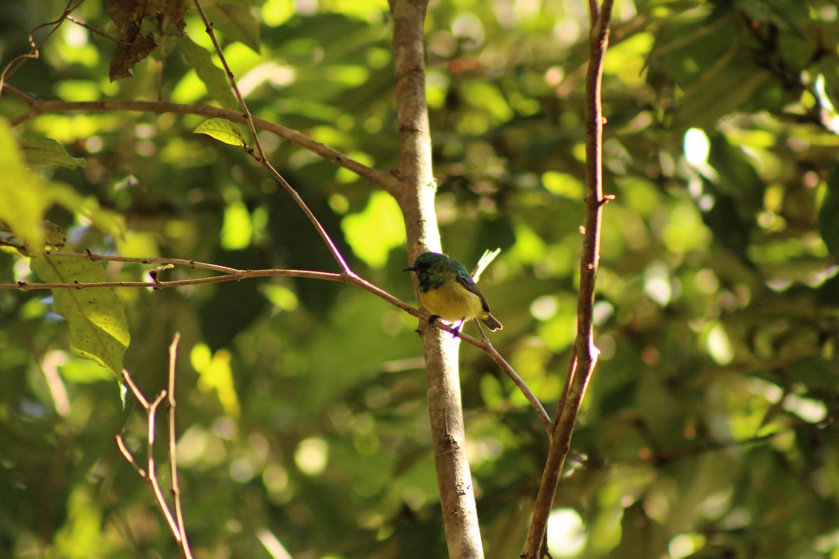 Collared Sunbird - ML633778220