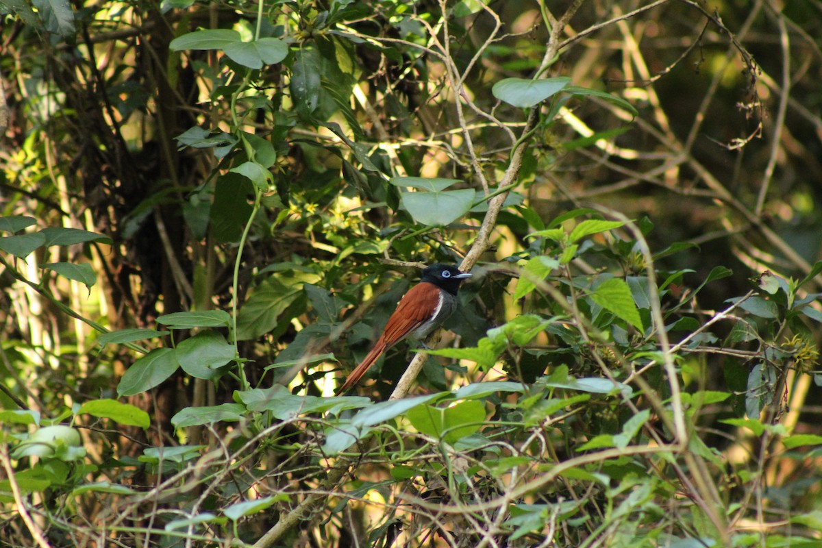 African Paradise-Flycatcher - ML633778239