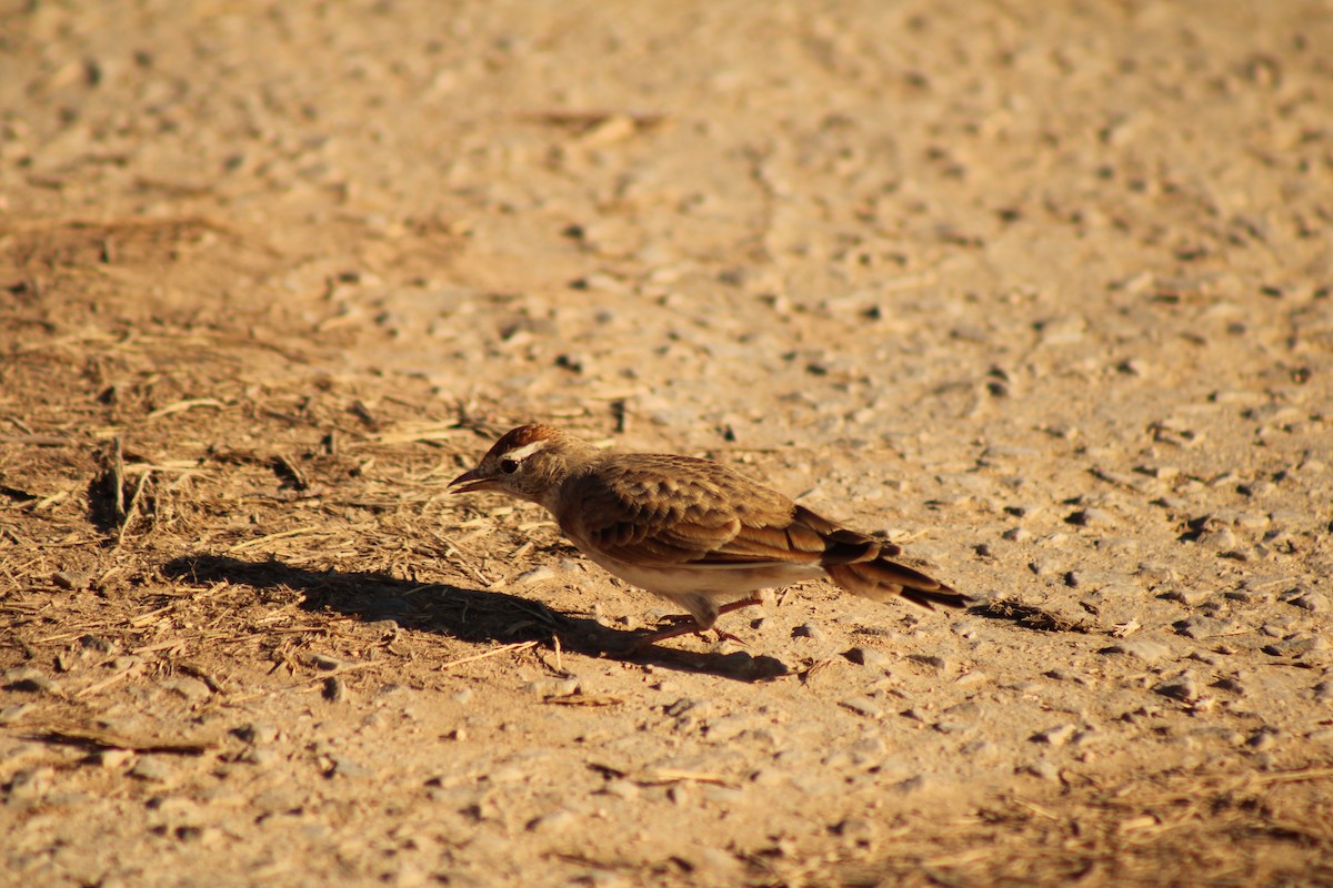 Red-capped Lark - ML633778269