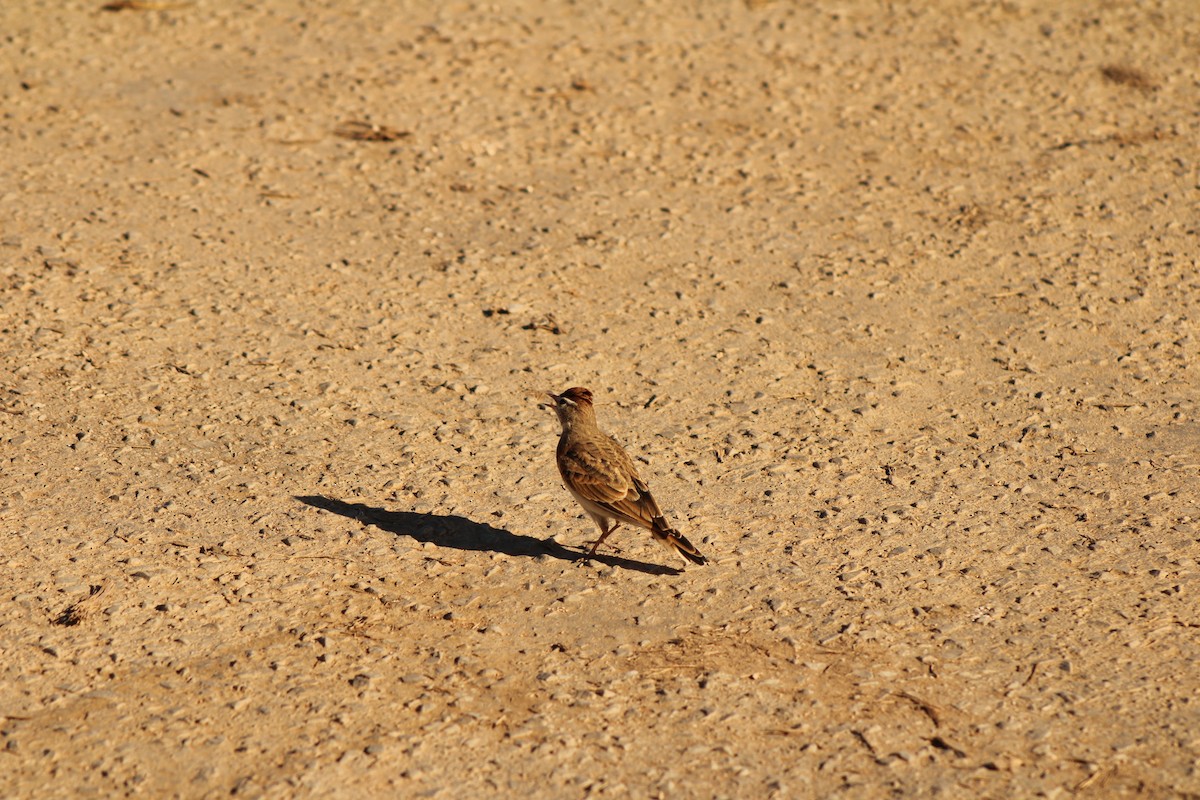 Red-capped Lark - ML633778270