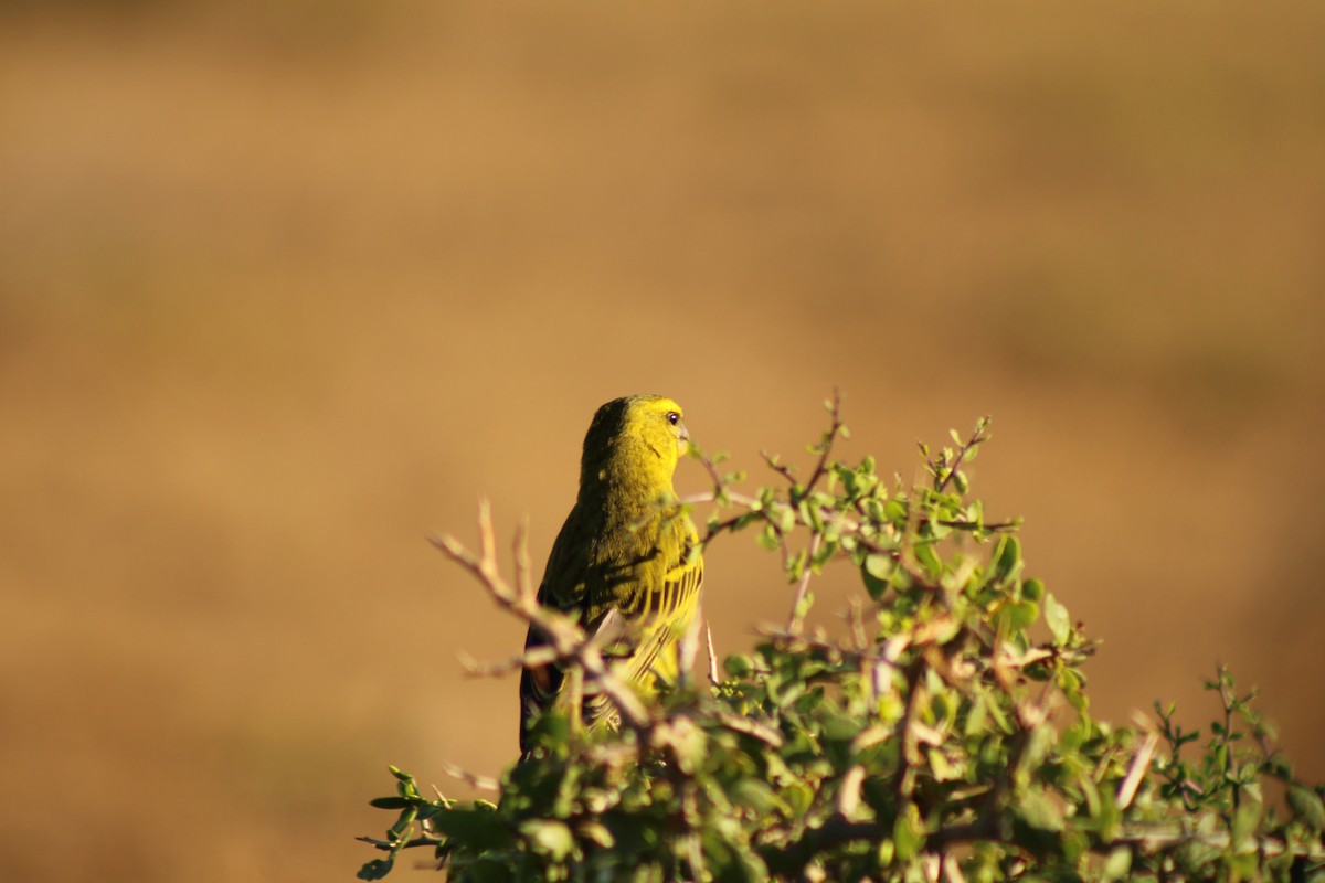 Brimstone Canary - ML633778272