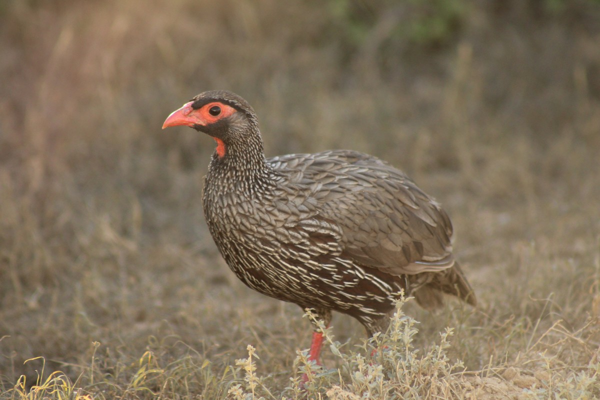 Red-necked Spurfowl - ML633778280