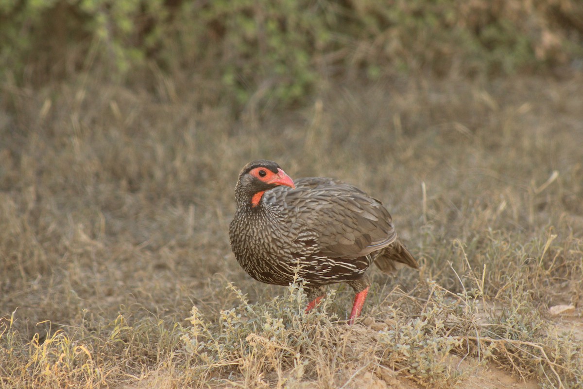 Red-necked Spurfowl - ML633778281