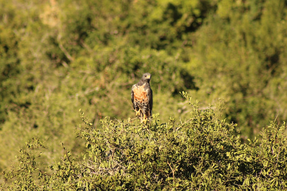 Jackal Buzzard - ML633778302