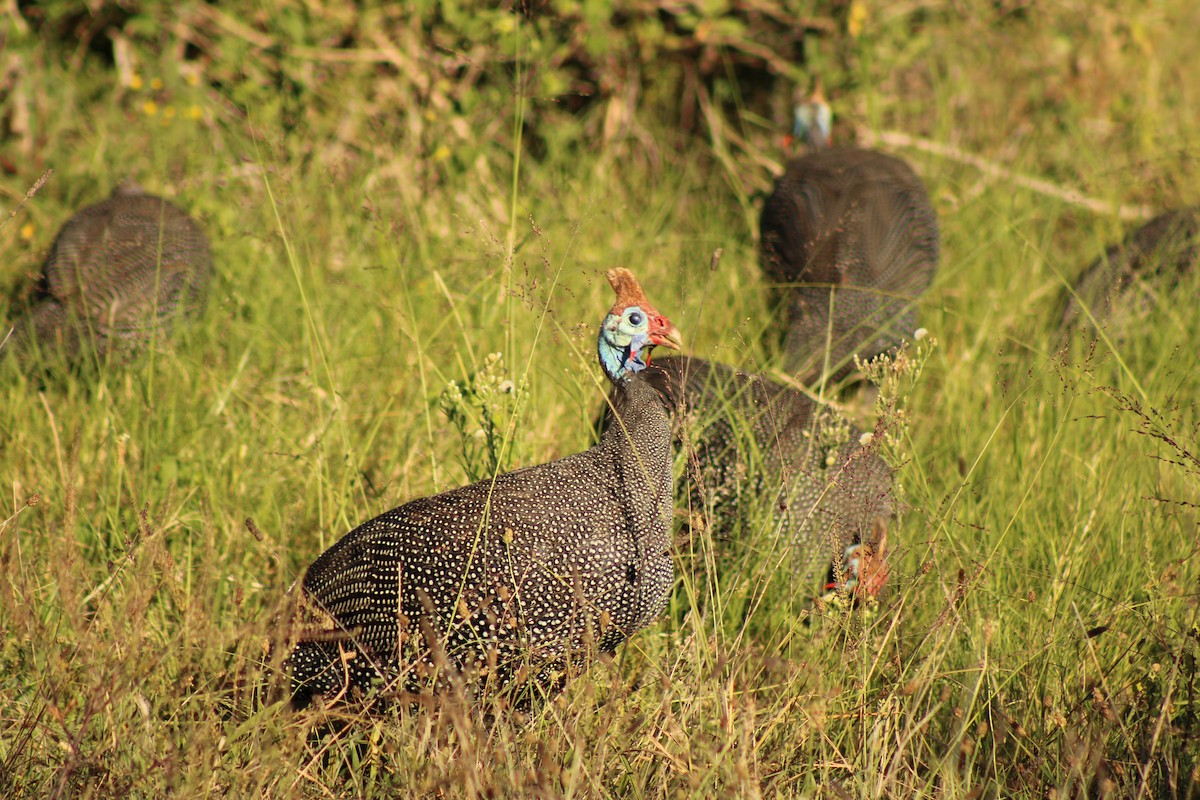 Helmeted Guineafowl - ML633778305