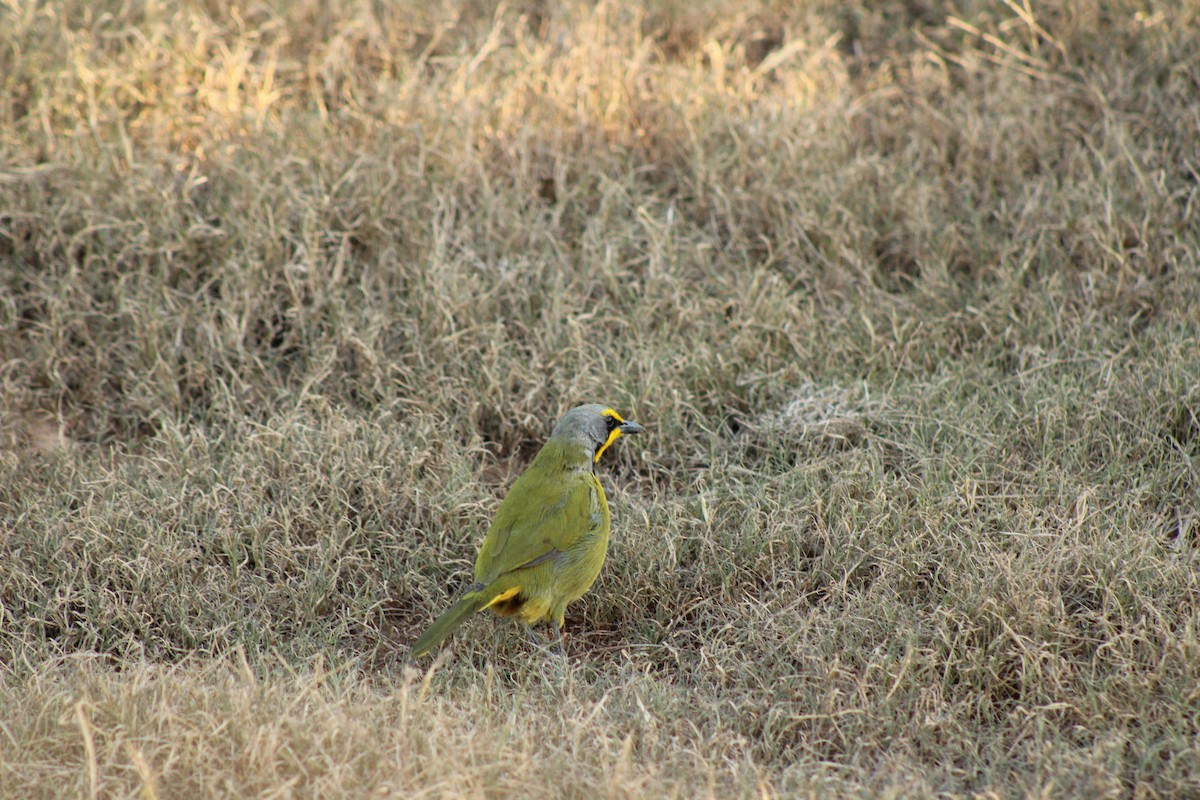 Bokmakierie - ML633778324