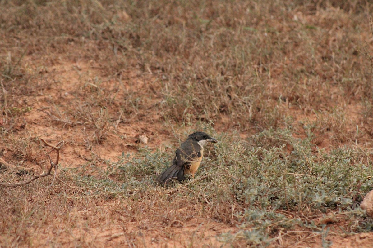 Southern Boubou - ML633778338