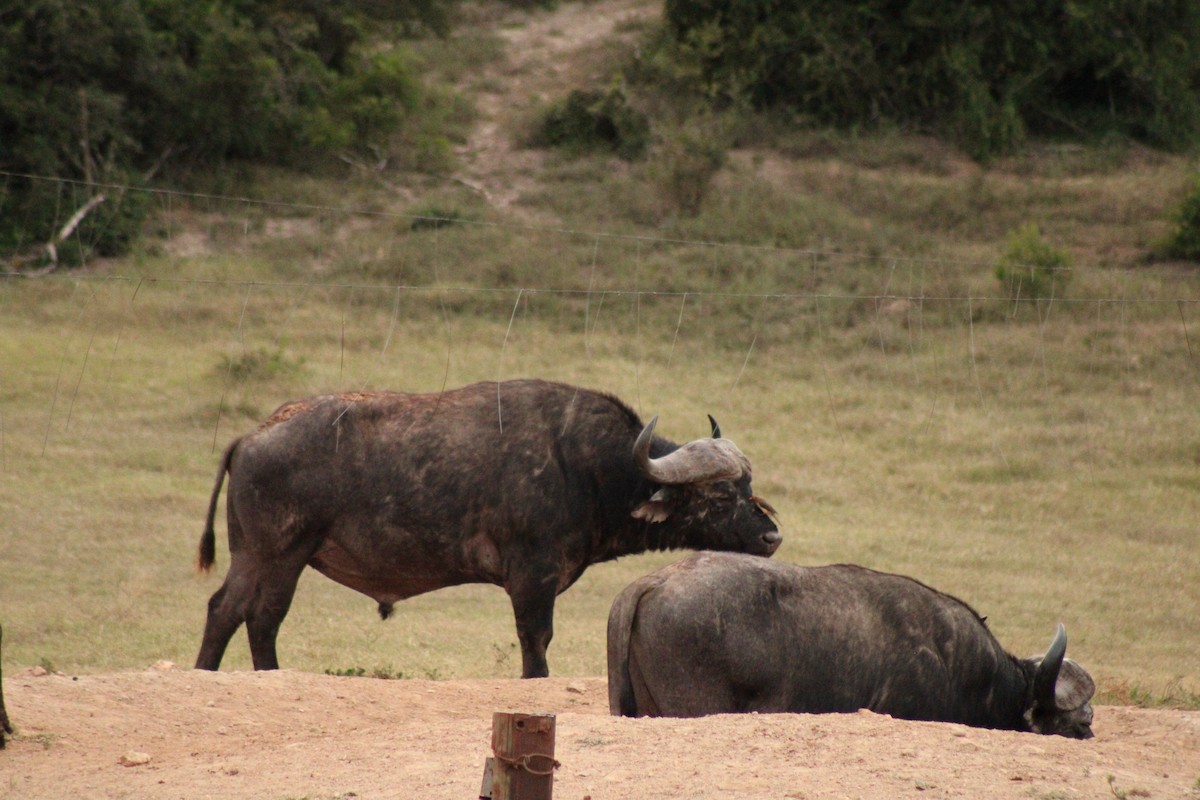 Red-billed Oxpecker - ML633778347