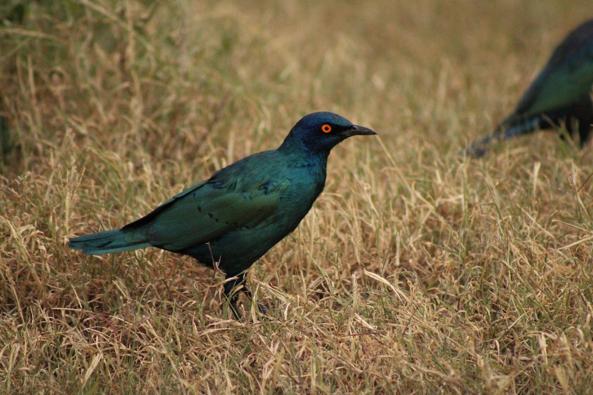 Cape Starling - ML633778355