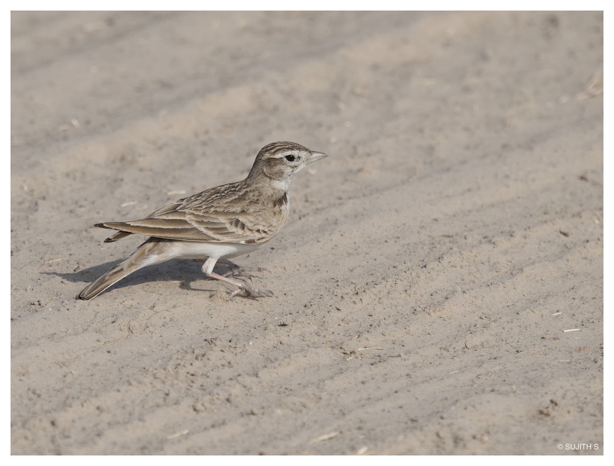 Sand Lark - ML633778360
