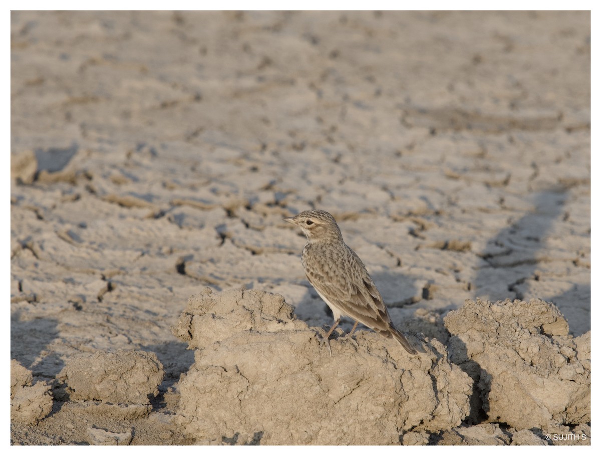 Sand Lark - ML633778361