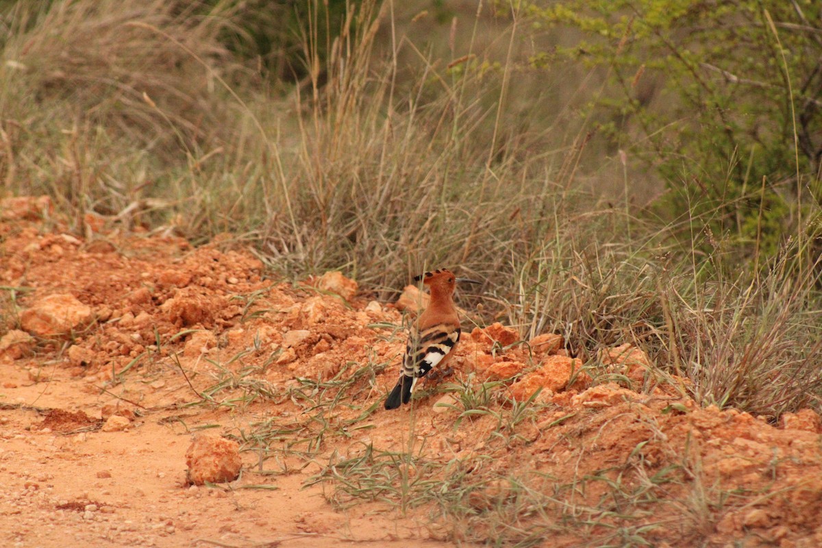 Common Hoopoe - ML633778363