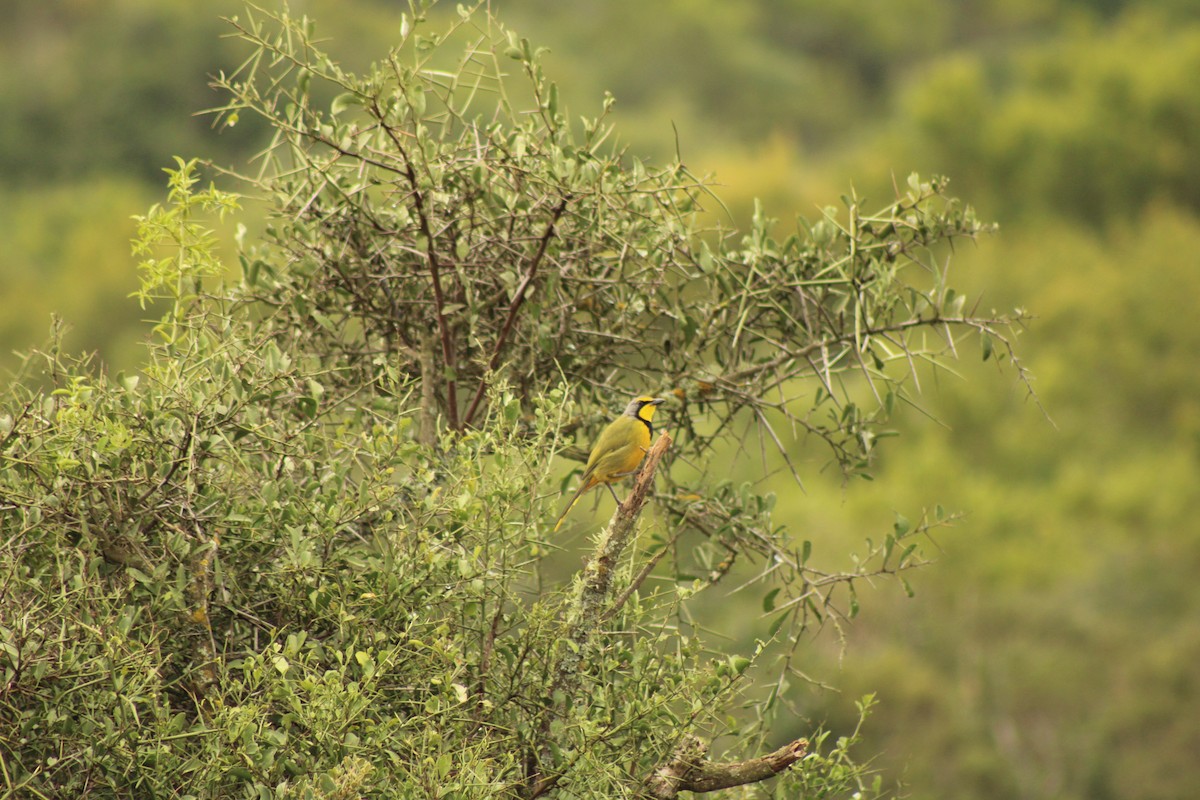 Bokmakierie - ML633778367