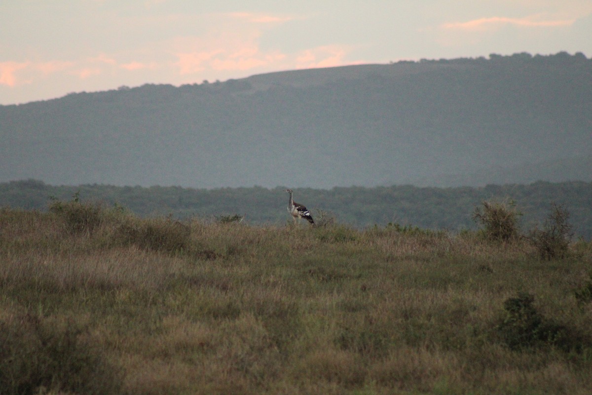 Denham's Bustard - ML633778375