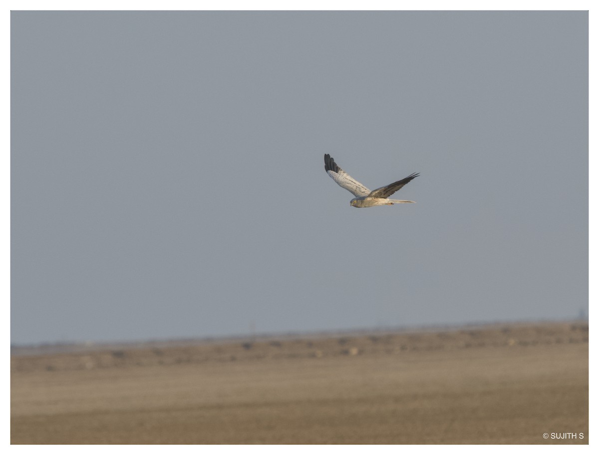 Montagu's Harrier - ML633778381