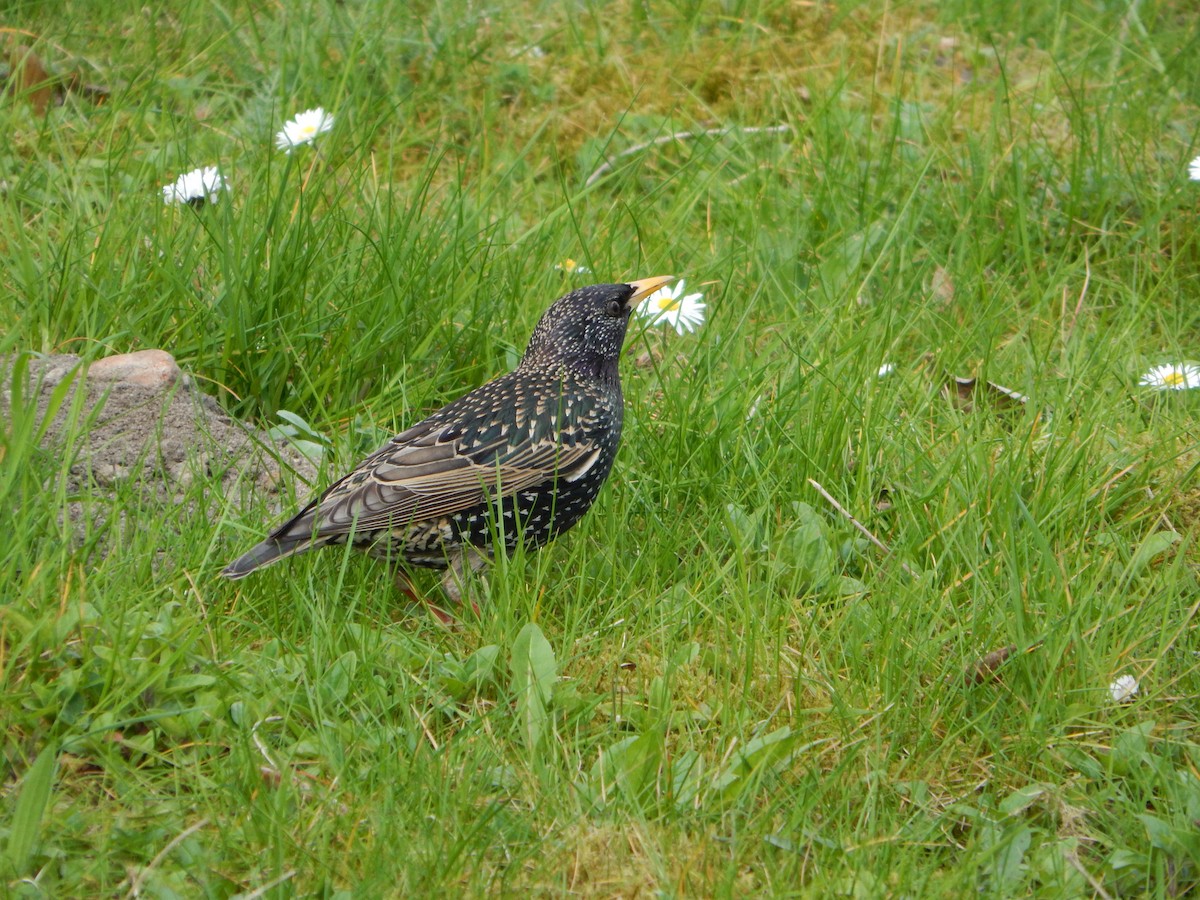 European Starling - ML633778393