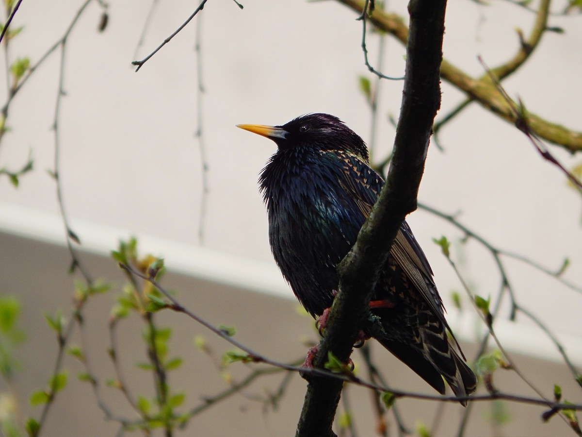 European Starling - ML633778394