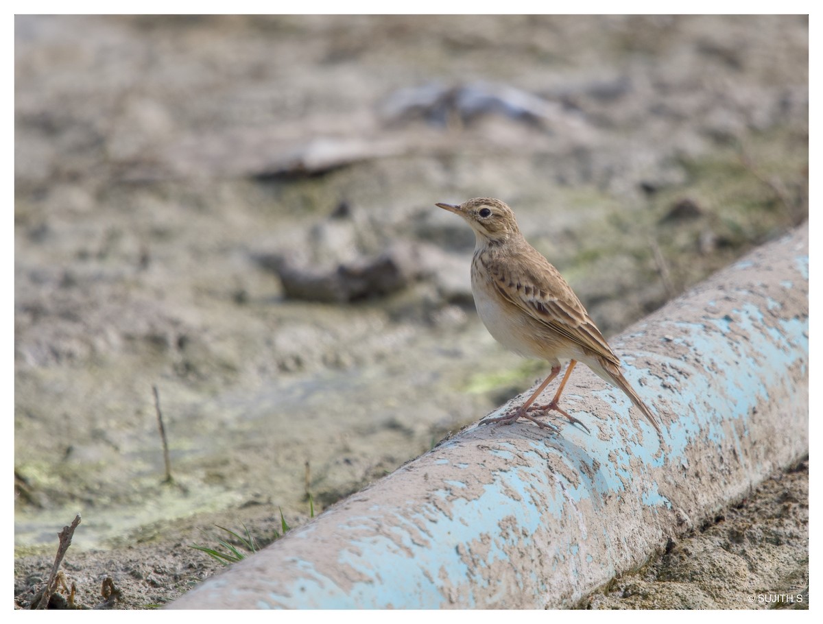 Long-billed Pipit - ML633778412