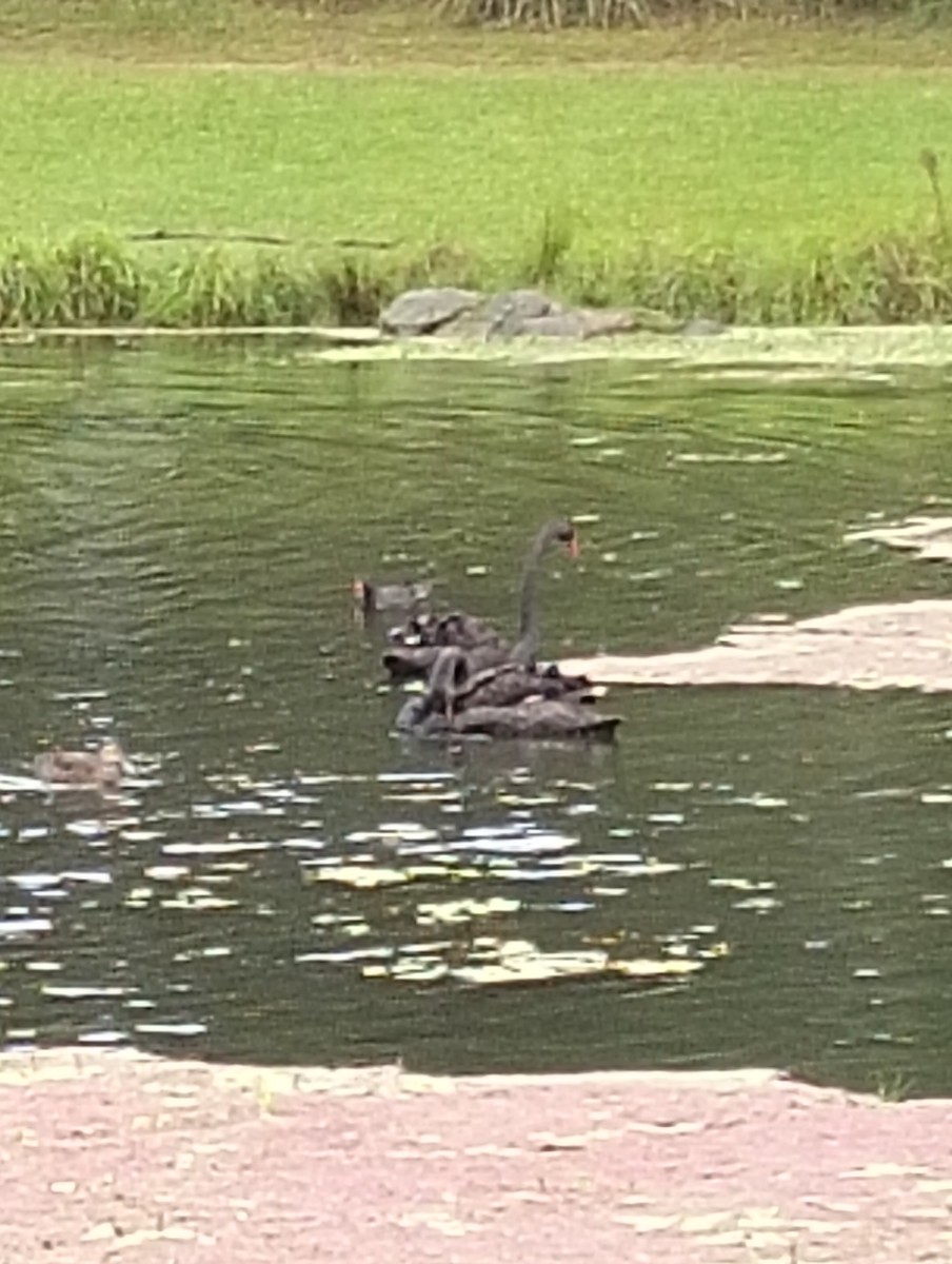 Cygne noir - ML633778429