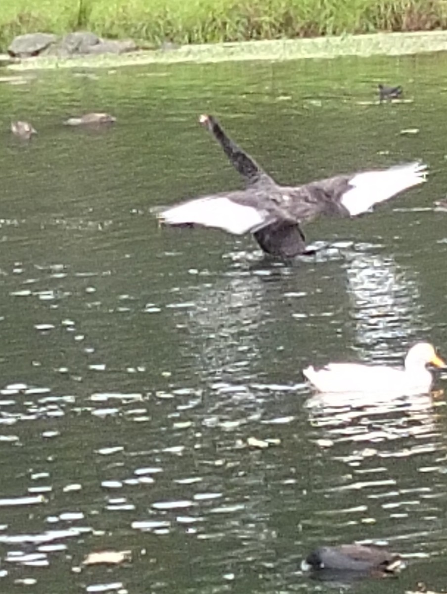 Cygne noir - ML633778430