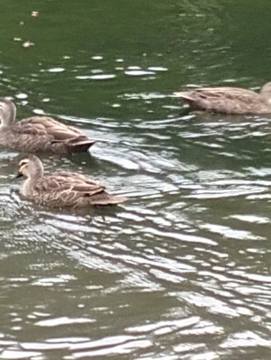 Canard à sourcils - ML633778452