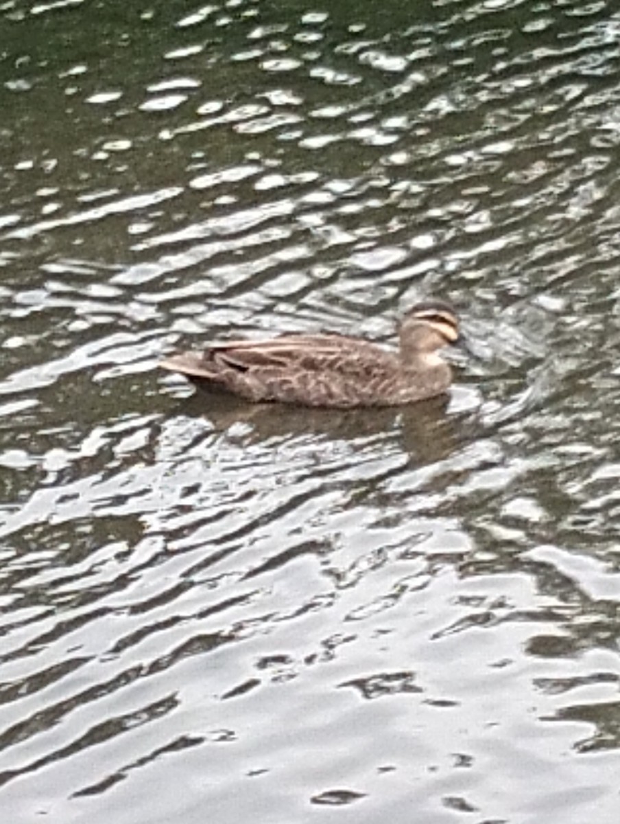 Canard à sourcils - ML633778454
