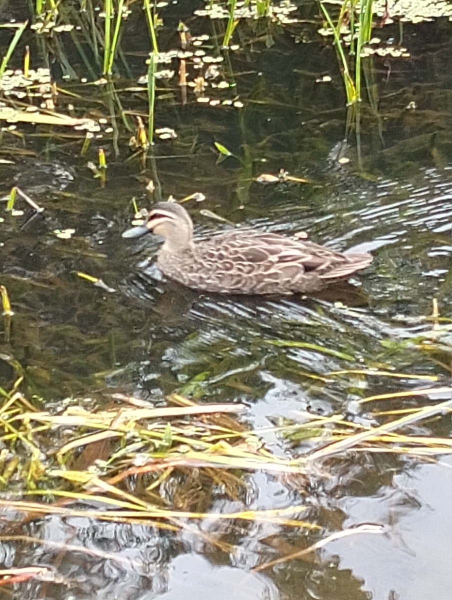 Canard à sourcils - ML633778455
