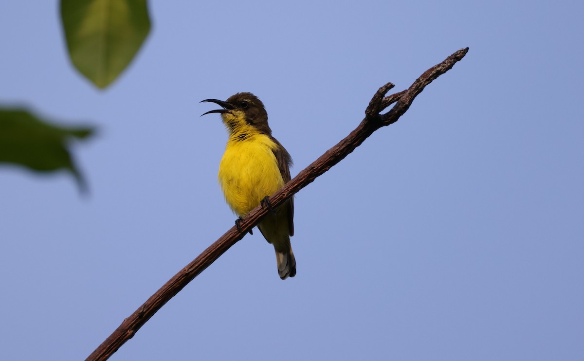 Tukangbesi Sunbird - ML633778474
