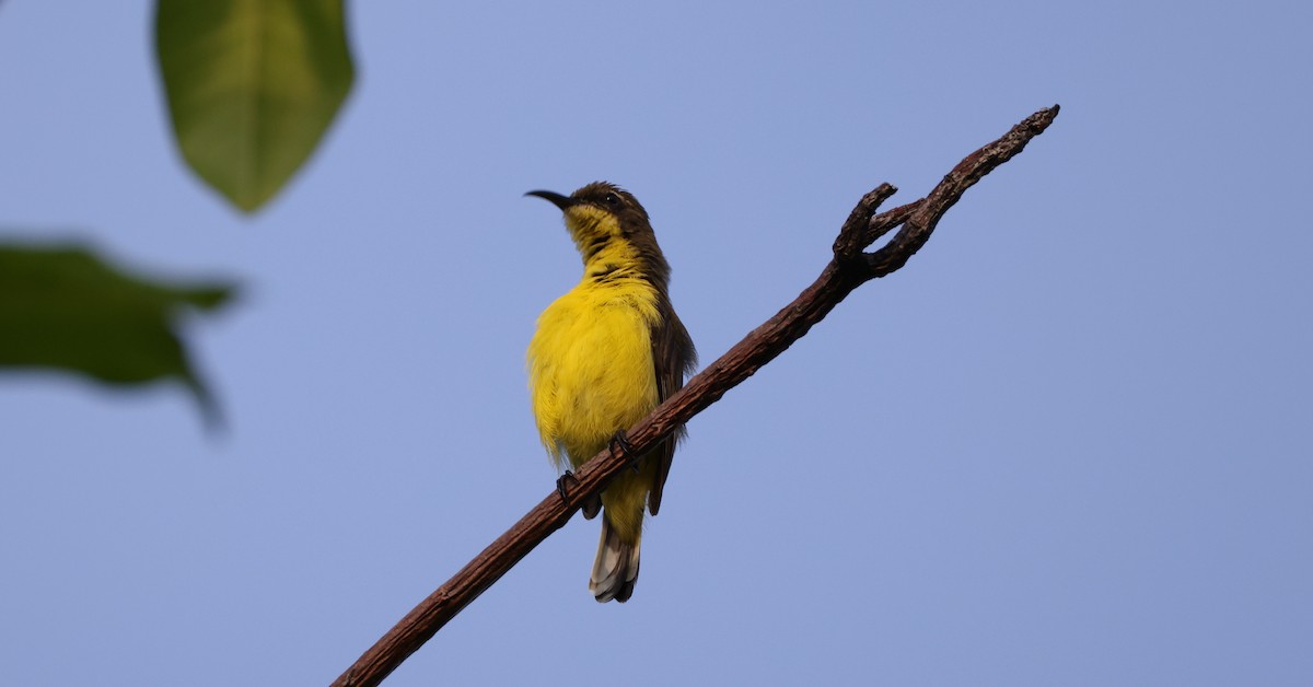 Tukangbesi Sunbird - ML633778475