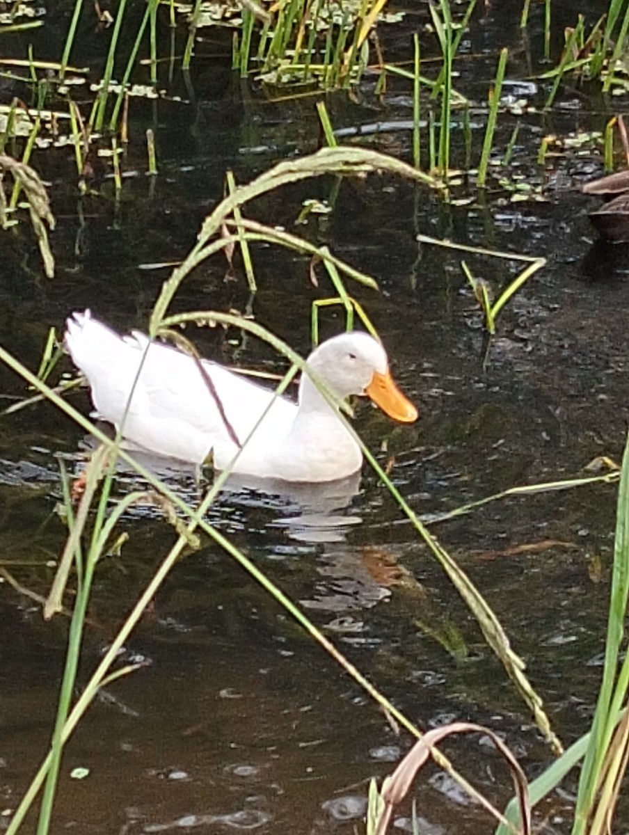 anatidé sp. (canard sp.) - ML633778484