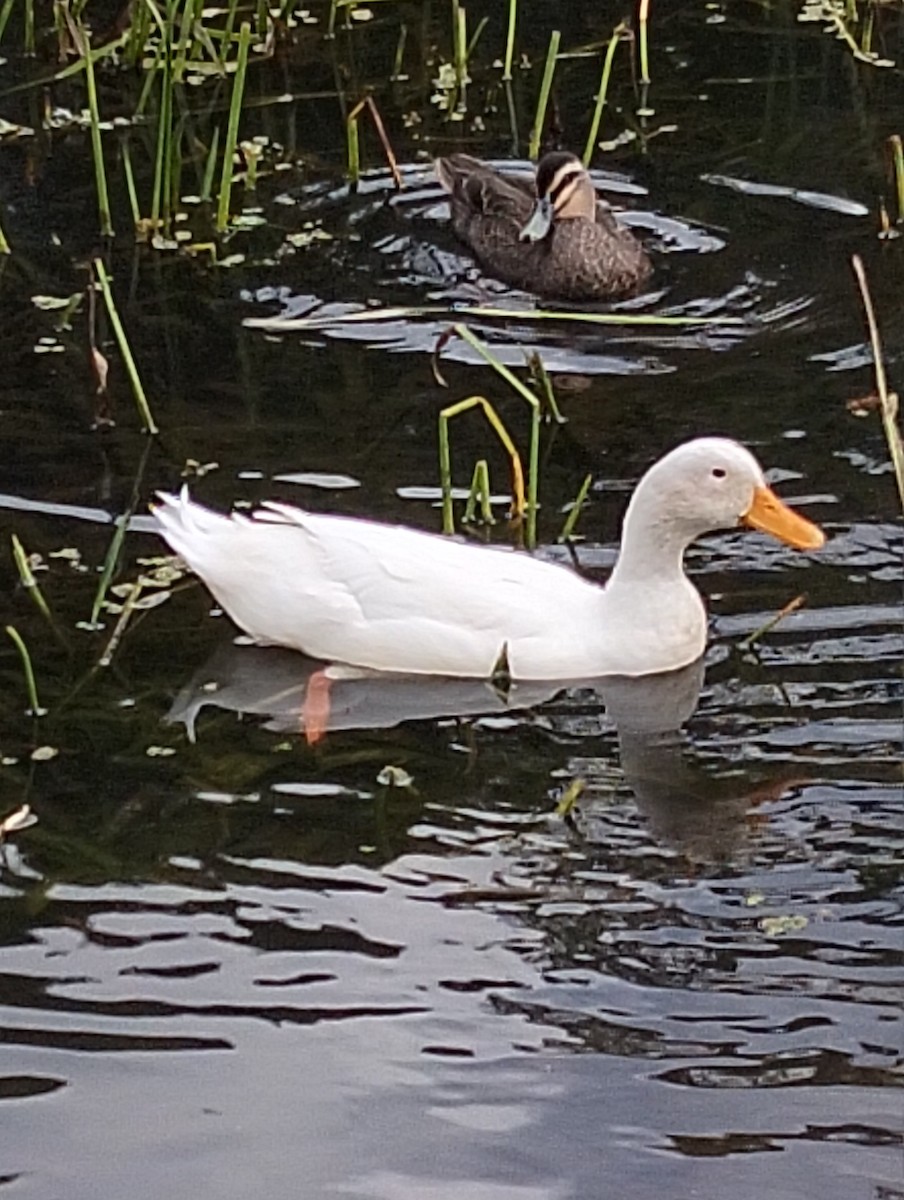anatidé sp. (canard sp.) - ML633778485