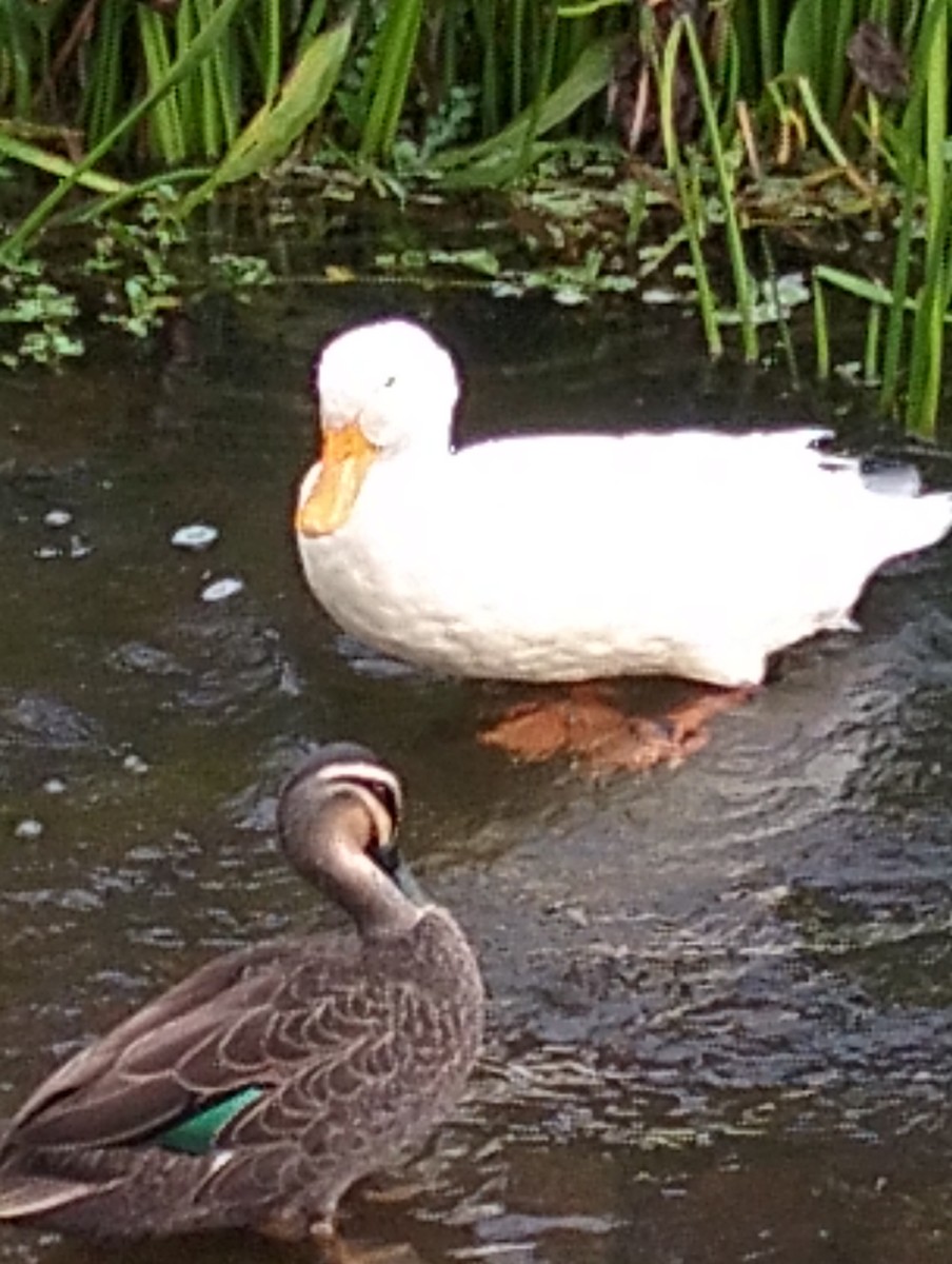 anatidé sp. (canard sp.) - ML633778486