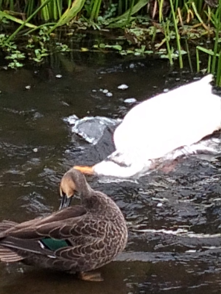 anatidé sp. (canard sp.) - ML633778487