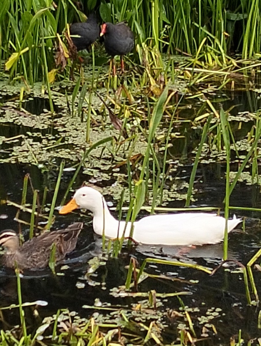 anatidé sp. (canard sp.) - ML633778488