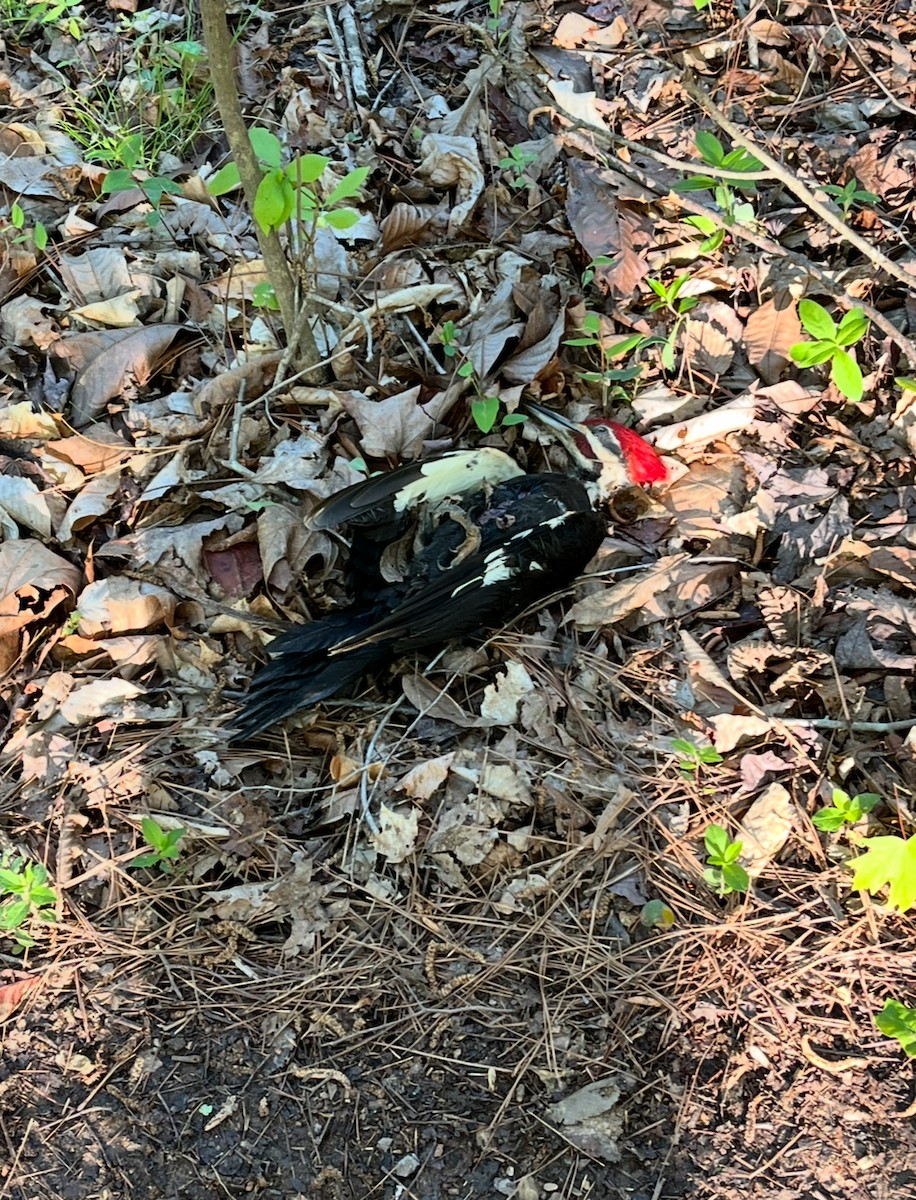 Pileated Woodpecker - ML633778501