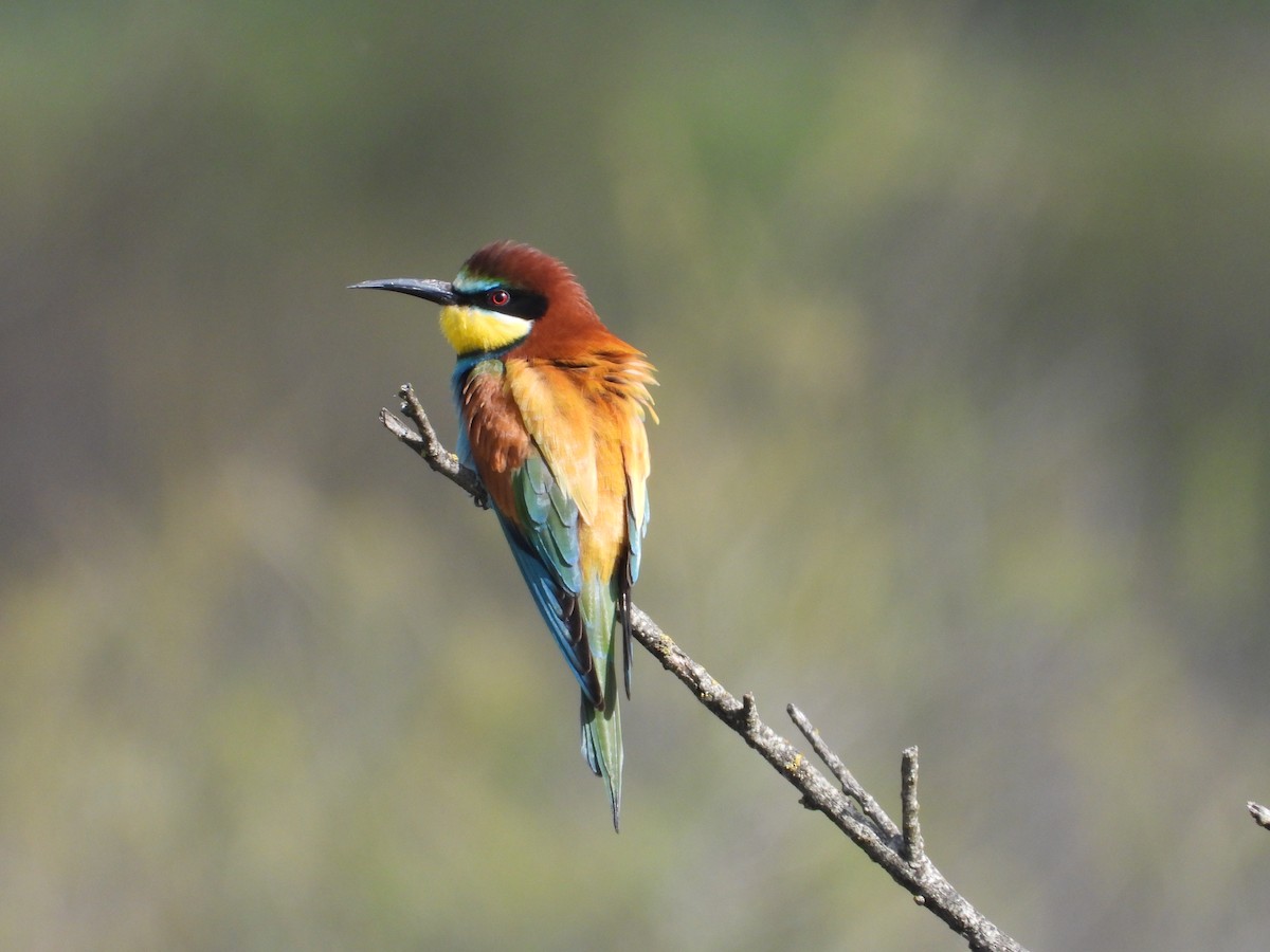 bieter - ML633778505