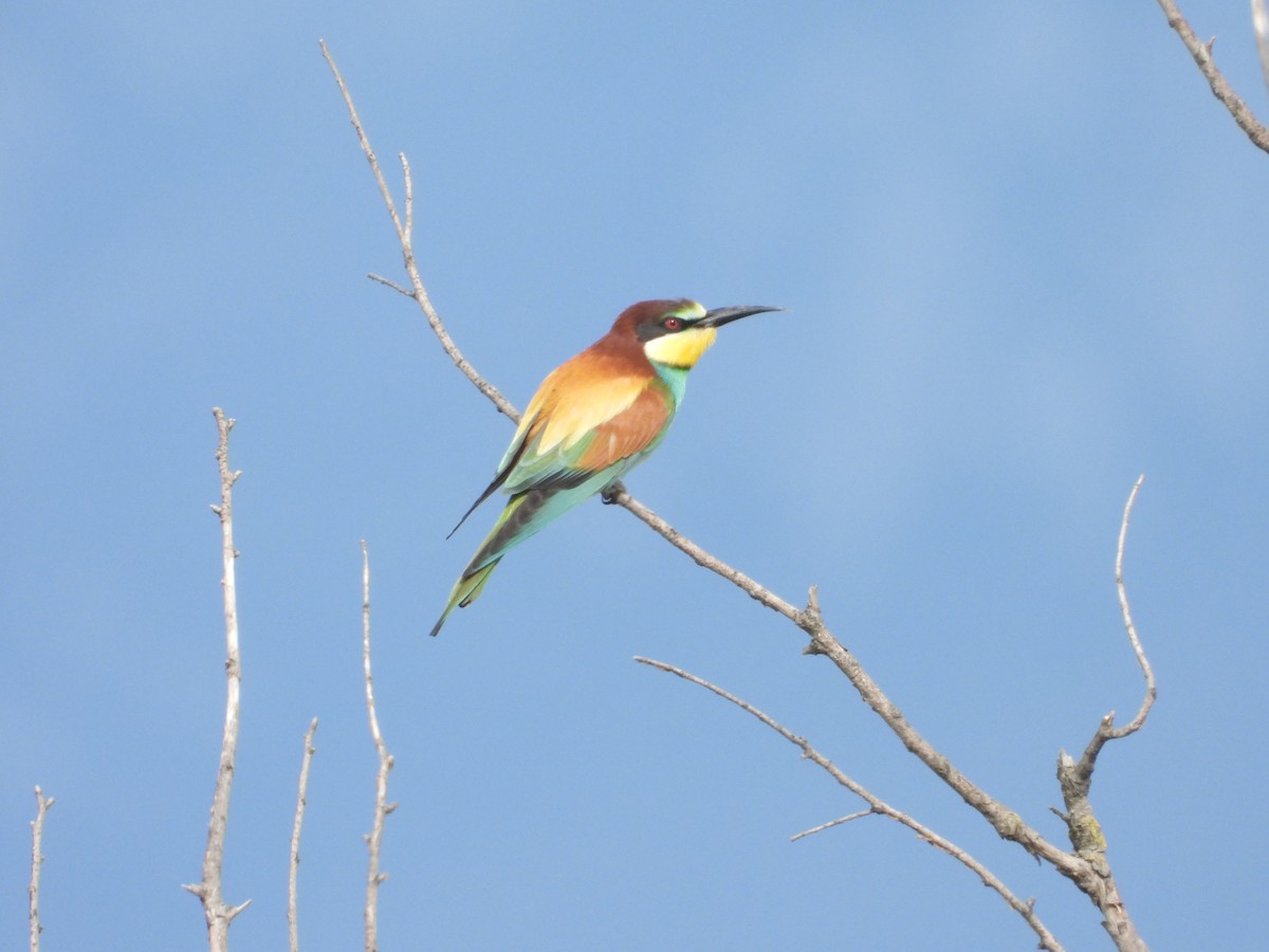 bieter - ML633778506