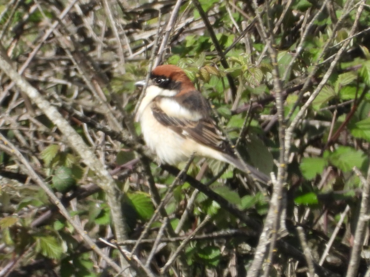 rødhodevarsler - ML633778517