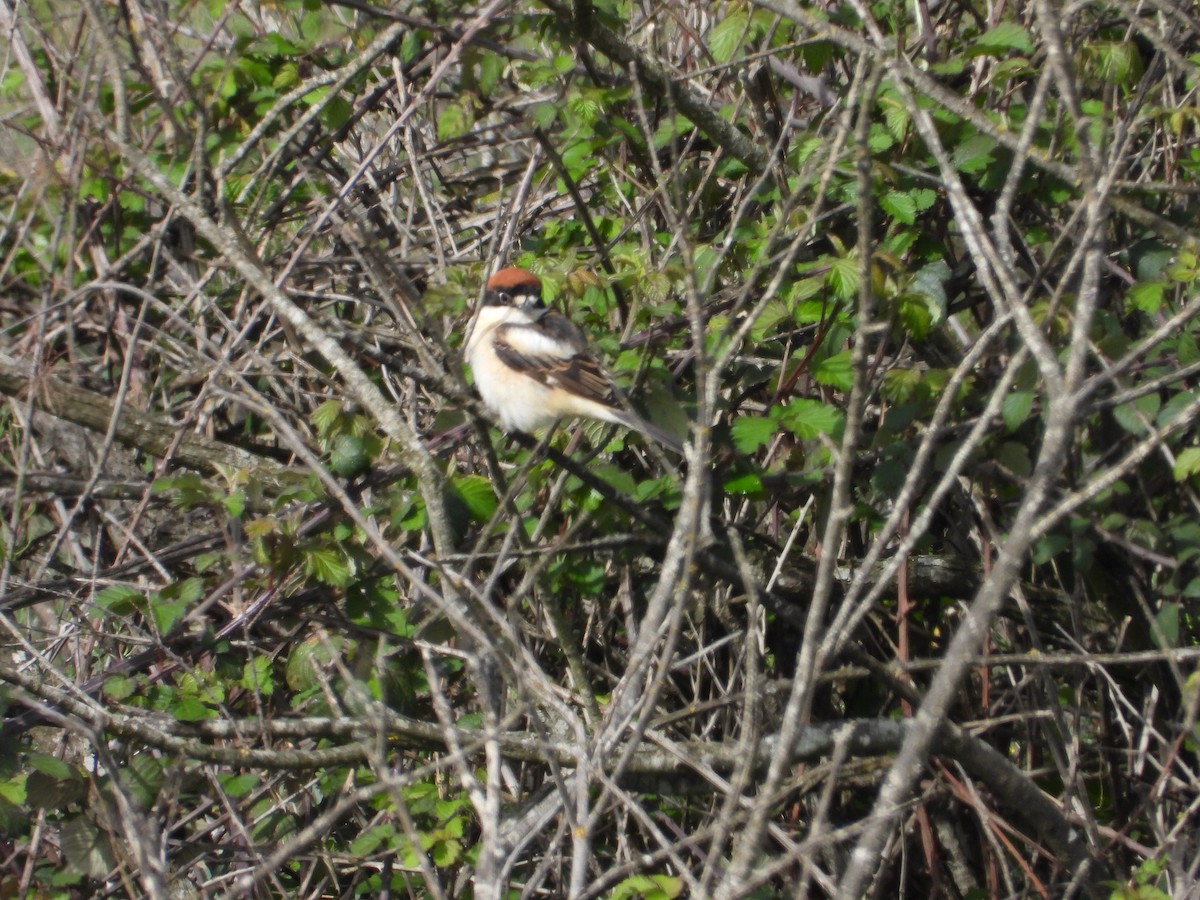 rødhodevarsler - ML633778518