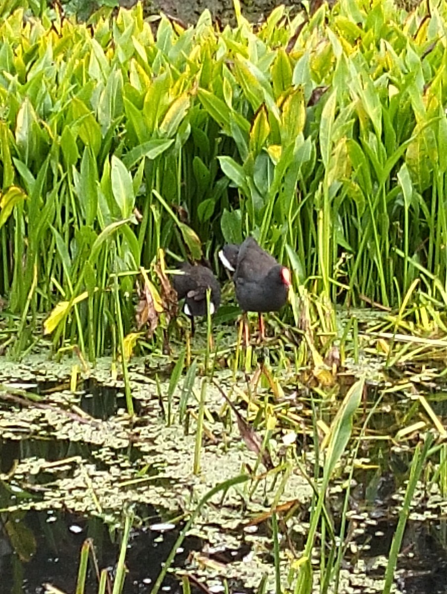 Gallinule sombre - ML633778523