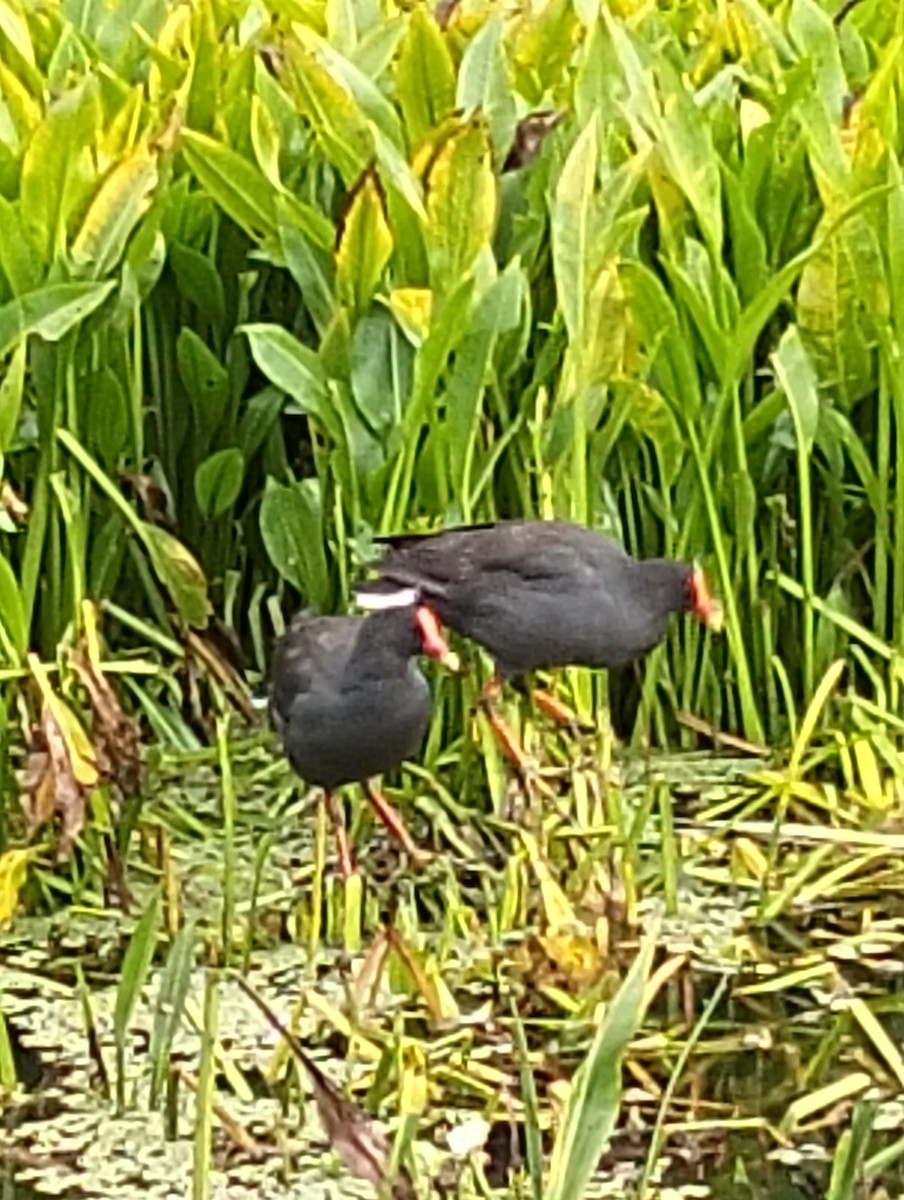 Gallinule sombre - ML633778525