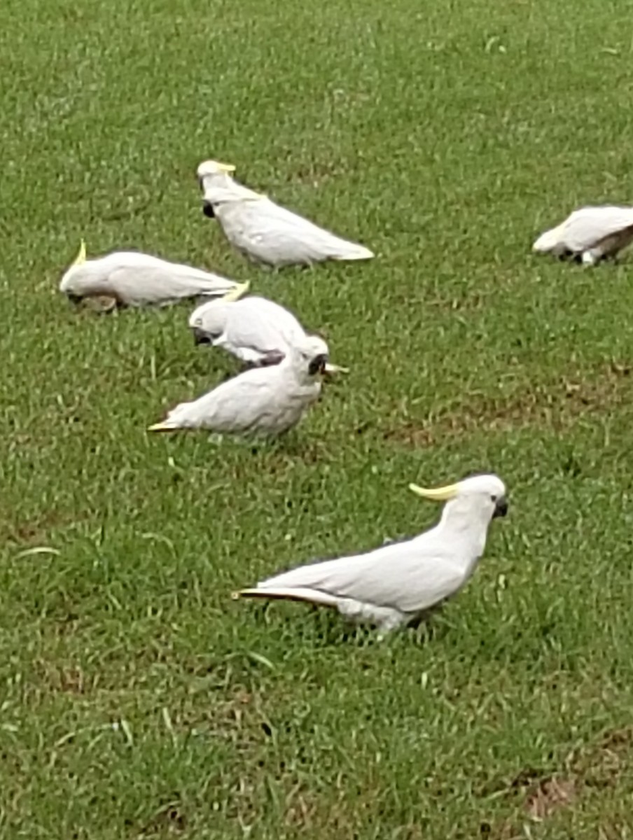 Cacatoès à huppe jaune - ML633778539