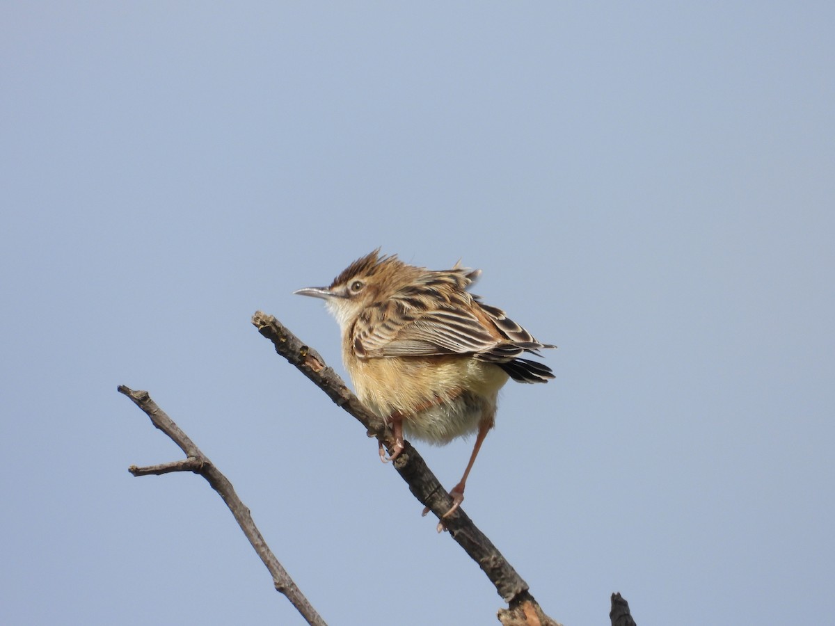 cistussanger - ML633778542