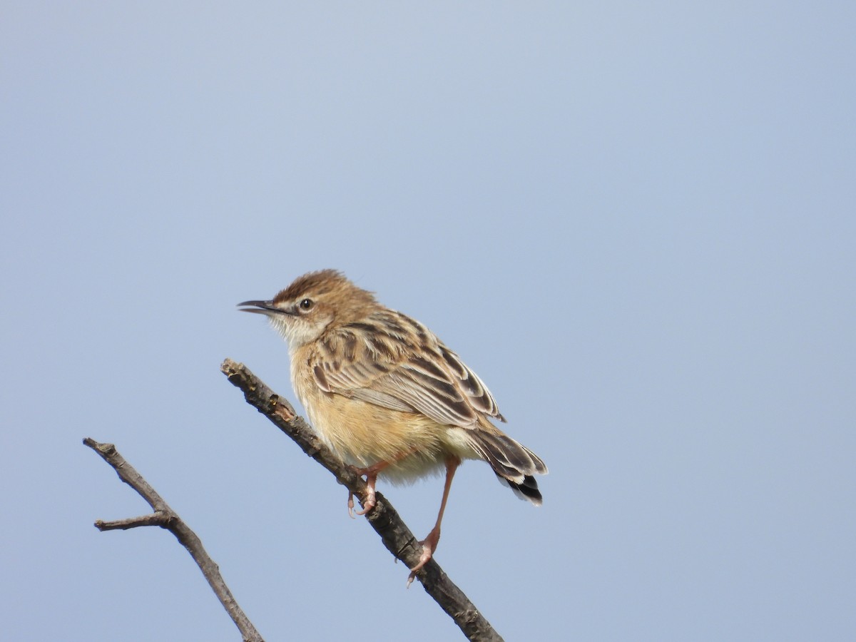 cistussanger - ML633778543