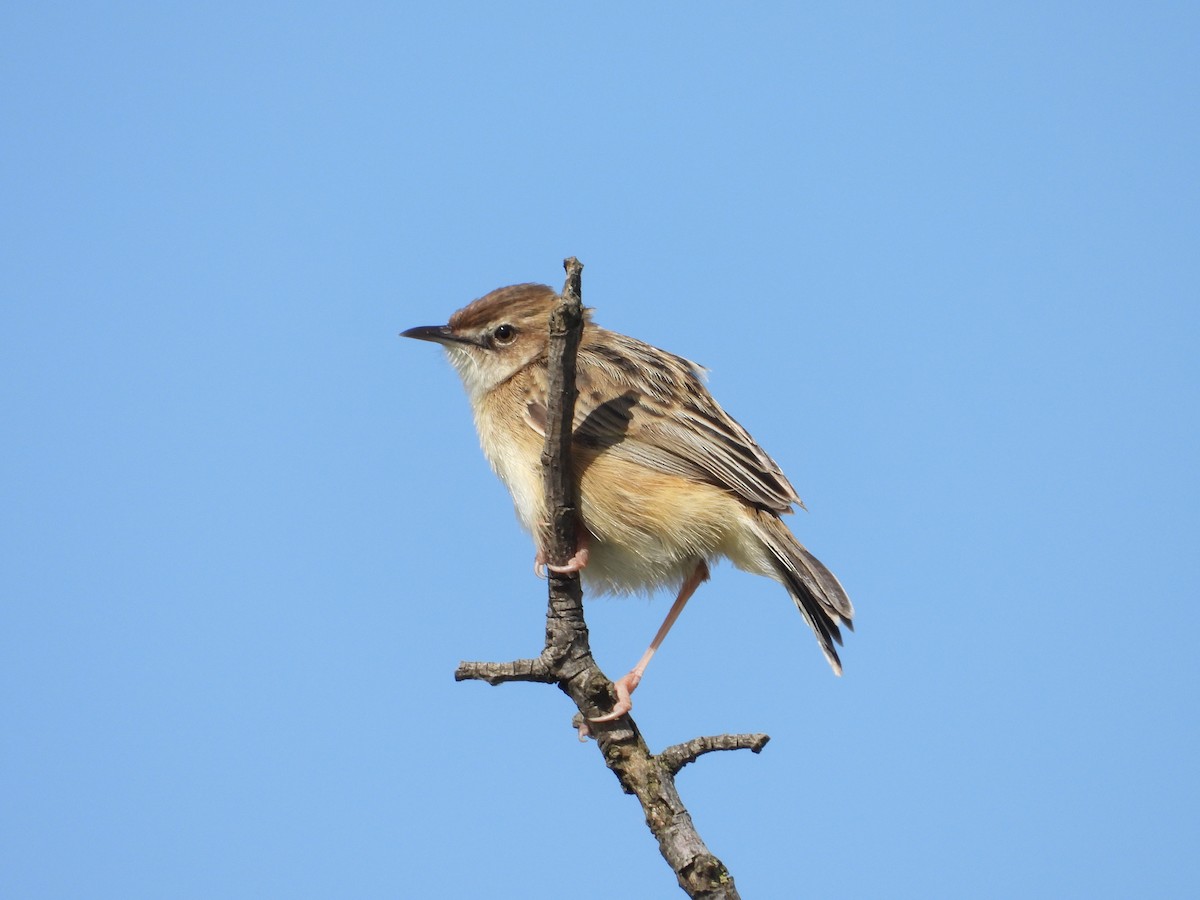 cistussanger - ML633778544