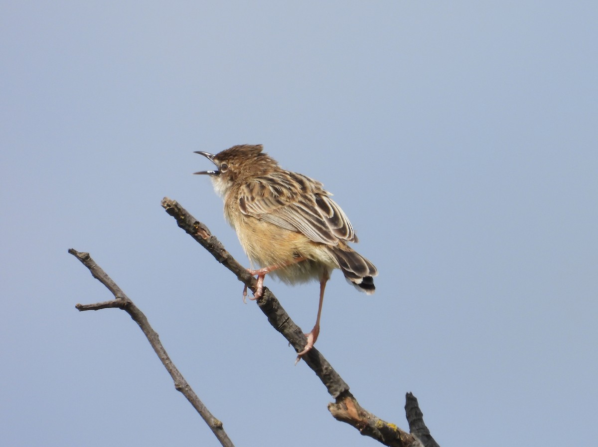 cistussanger - ML633778550