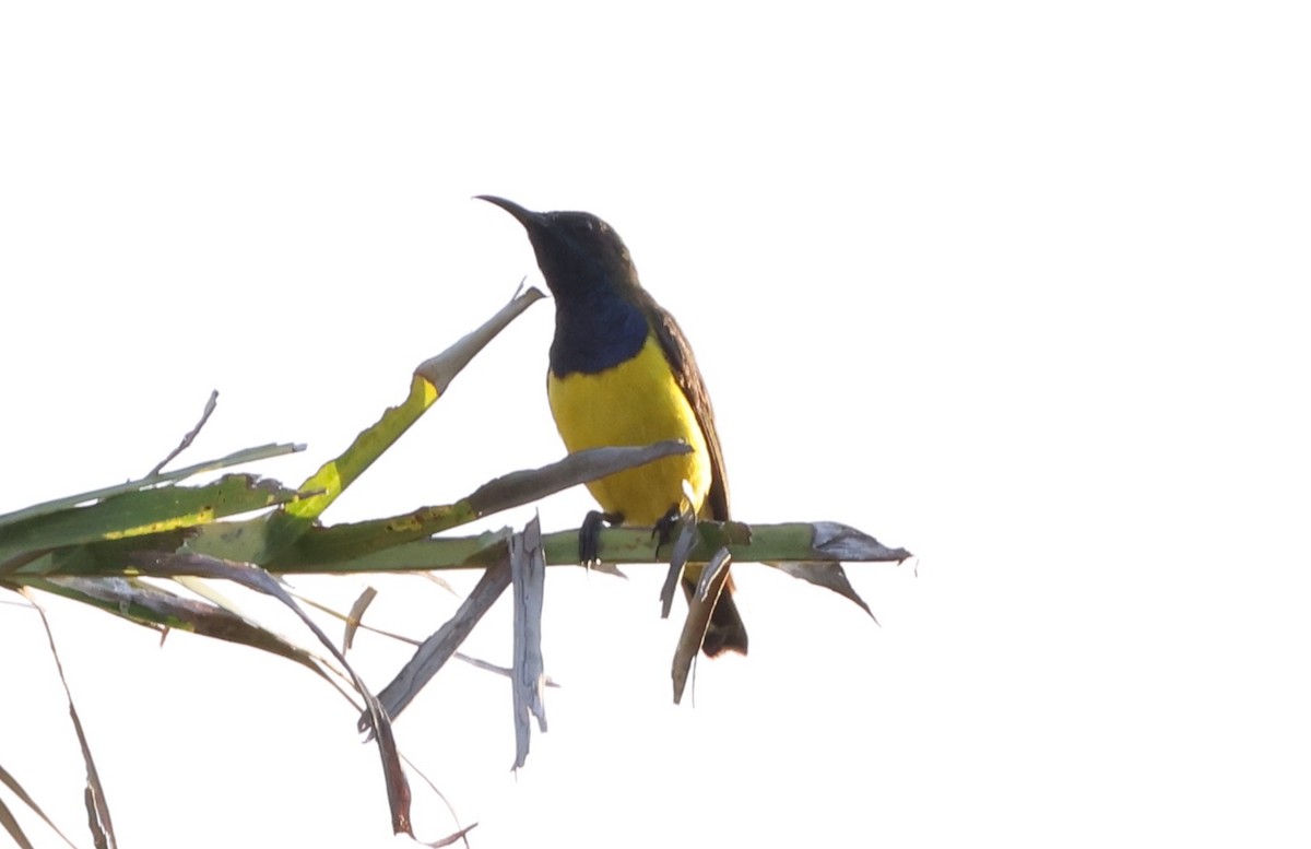 Tukangbesi Sunbird - ML633778577