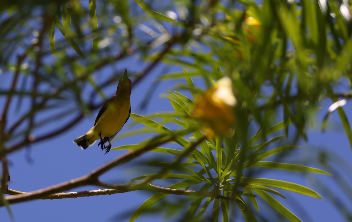 Tukangbesi Sunbird - ML633778578
